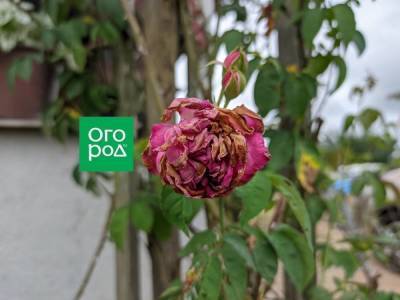 Самоочищающиеся сорта роз: фото и особенности выращивания - skuke.net