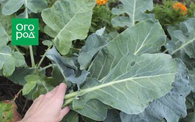 Листья брокколи и цветной капусты – лучшие рецепты