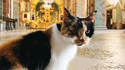 В Петербурге умерла кошка Капа – хранительница Петропавловской крепости