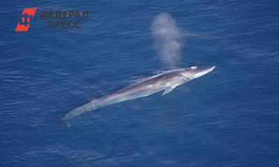 Ученые назвали причины гибели краснокнижного кита, обнаруженного на камчатском пляже