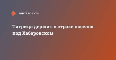 Тигрица держит в страхе поселок под Хабаровском