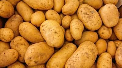 Стойкость россиян при уборке картофеля поразила американца