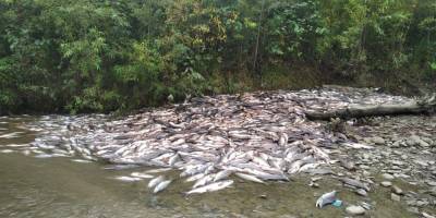 Реки из опарышей: на Сахалине браконьеры массово вырезают горбушу