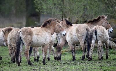 Интернет-пользователи заступились за "исчезнувших" лошадей Пржевальского