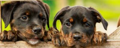 Scientific Reports: Собаки способны различать случайные и преднамеренные действия человека