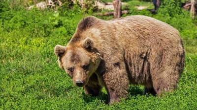 В Новосибирской области медведица с медвежонком пришли к жилым домам