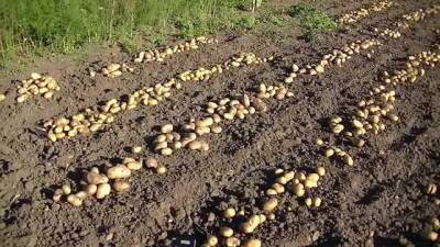 В Ишкошиме засеяли более 90 тонн семян картофеля