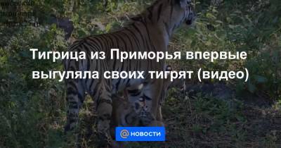 Тигрица из Приморья впервые выгуляла своих тигрят (видео)