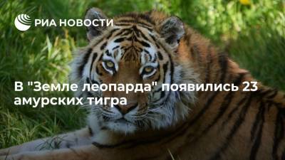 Спецпредставитель Иванов: в последние годы в "Земле леопарда" появились 23 амурских тигра