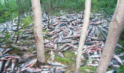 Экологи обнаружили на юге Сахалина брошенные браконьерами могильники горбуши