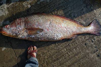 Рыбак поймал 150 редчайших рыб «с золотым сердцем» и стал миллионером