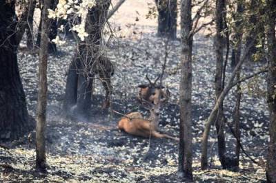 Якутия бойкотирует разрешение охоты в сгоревших лесах