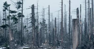 Ученые узнали, как мертвые деревья влияют на углеродный цикл Земли