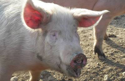Цена свинины в закупке стабилизировалась - agroportal.ua - Украина