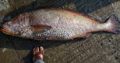 Мужчина выловил 150 рыб "с золотым сердцем" и стал миллионером - ren.tv - Гонконг - Индия - India - штат Махараштра
