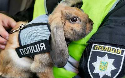 Днепровский кролик-полицейский устроился на работу