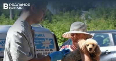 Мобильный пункт стерилизации животных приедет в казанский поселок Аракчино