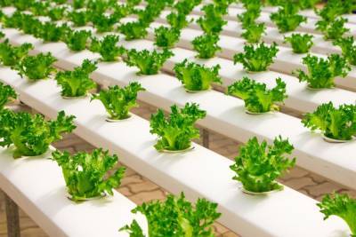 В Ленобласти построят крупнейшее предприятие по производству овощей и салатов