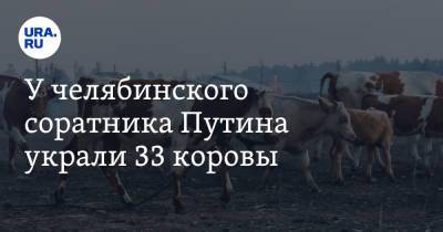 У челябинского соратника Путина украли 33 коровы