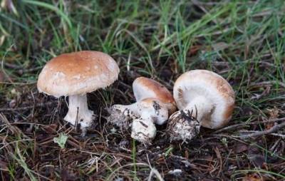 В заповеднике Коми нашли редкие грибы
