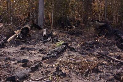 Последствия лесного пожара в Марий Эл устраняют 276 человек