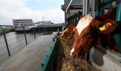 Первая в мире безотходная плавучая ферма работает в Нидерландах