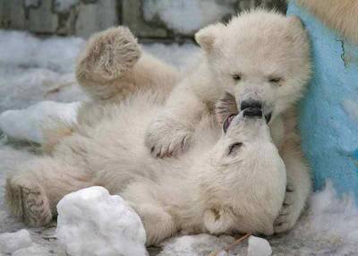 Белых медведей из новосибирского зоопарка планируют передать в другой зверинец