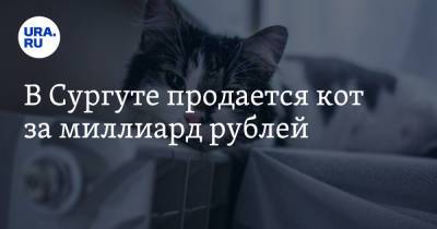 В Сургуте продается кот за миллиард рублей