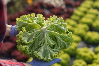 В Ленобласти построят крупное предприятие по выращиванию овощей