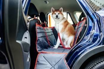 Как безопасно перевозить животных в машине