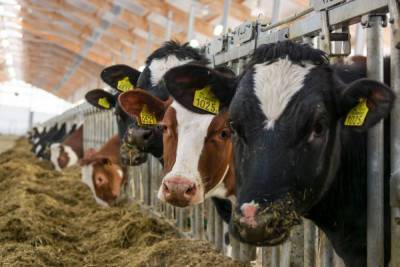 В Ростовской области в хуторе ввели карантин из-за бруцеллеза у коров