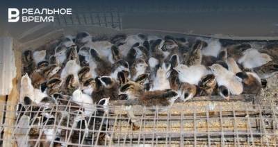 В Татарстане прокуратура требует от птицефабрики ликвидировать незаконную свалку отходов производства