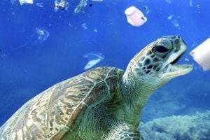 Угроза планетарного масштаба: количество пластика в океане резко растет