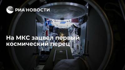 Астронавт Меган МакАртур: перец впервые зацвел на борту МКС