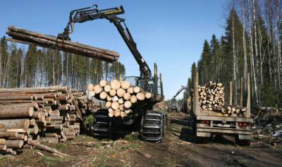 Власти Латвии хотели укрепить границу с Россией, а остались без леса