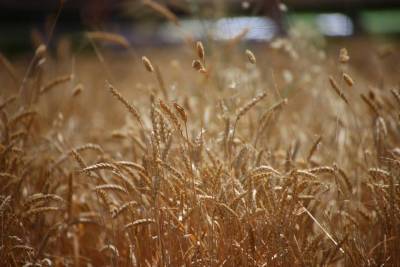Минсельхоз объявил минимальную цену на урожай зерна будущего года