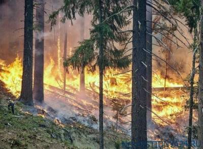 В Минприроды назвали главного виновника пожаров в России