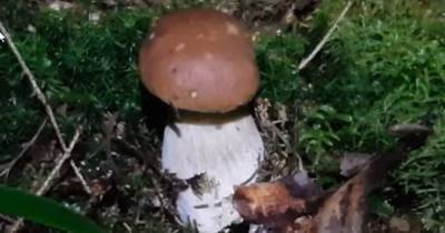 Калининградцы пошли ночью в лес, чтобы проверить слух о светящихся ножках белых грибов (видео)