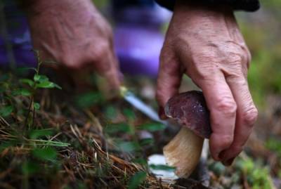В Союзе грибников России призвали не доверять приложениям по распознаванию грибов