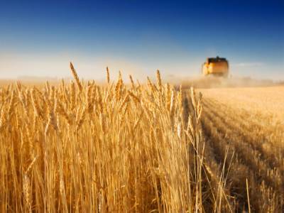 Украинские аграрии собрали рекордный урожай ранних зерновых – почти 45 млн тонн