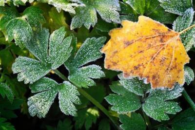Зима близко: первые заморозки нагрянут в Ленобласть в начале следующей недели