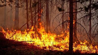 В Минприроды заявили, что две трети природных пожаров в РФ произошли по вине людей