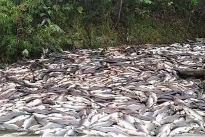 На Сахалине нашли десятки тонн выпотрошенной и брошенной браконьерами горбуши