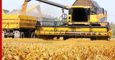 О самом большом урожае ранних зерновых в истории заявили на Украине