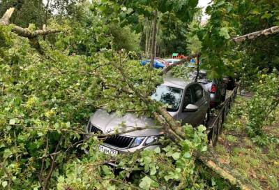 На улице Ольги Форш на припаркованный автомобиль из-за ветра упало дерево