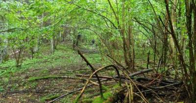 Овраги, обрывы и огромные болота: шесть самых опасных грибных лесов Калининградской области (карта)