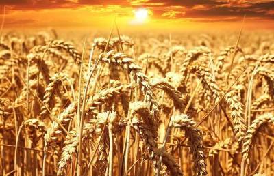 В Великобритании будут выращивать пшеницу, снижающую риск возникновения рака