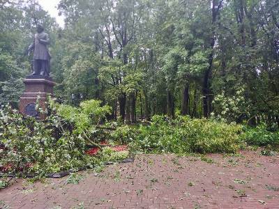 В Смоленске из-за непогоды падали деревья
