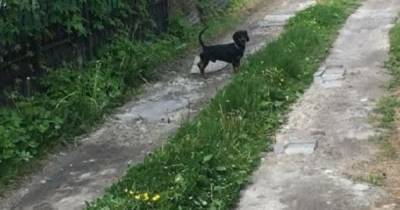 В СНТ под Калининградом две женщины избили соседку и натравили на неё собаку