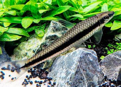 Аквариумная рыбка сиамский водорослеед: особенности ухода и содержания